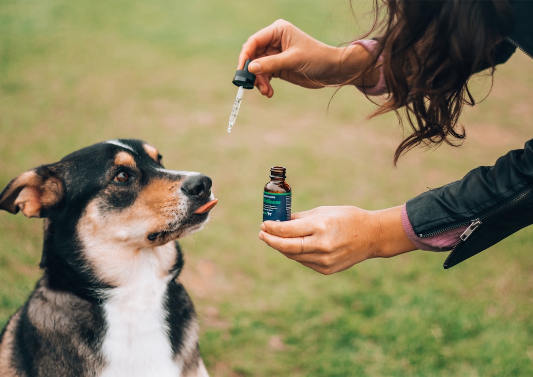 Understanding CBD for Dogs: A Natural Approach to Wellness